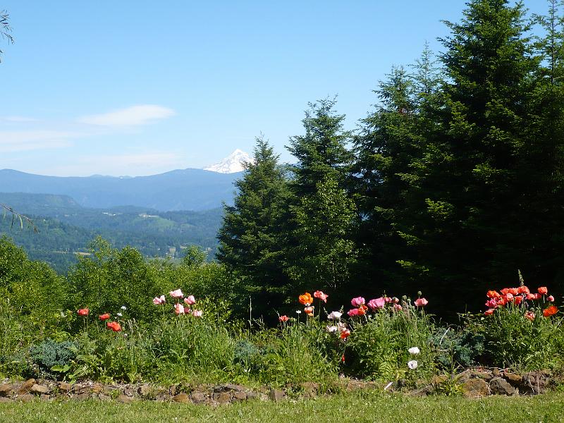 014.jpg - Mt Hood.in the spring.